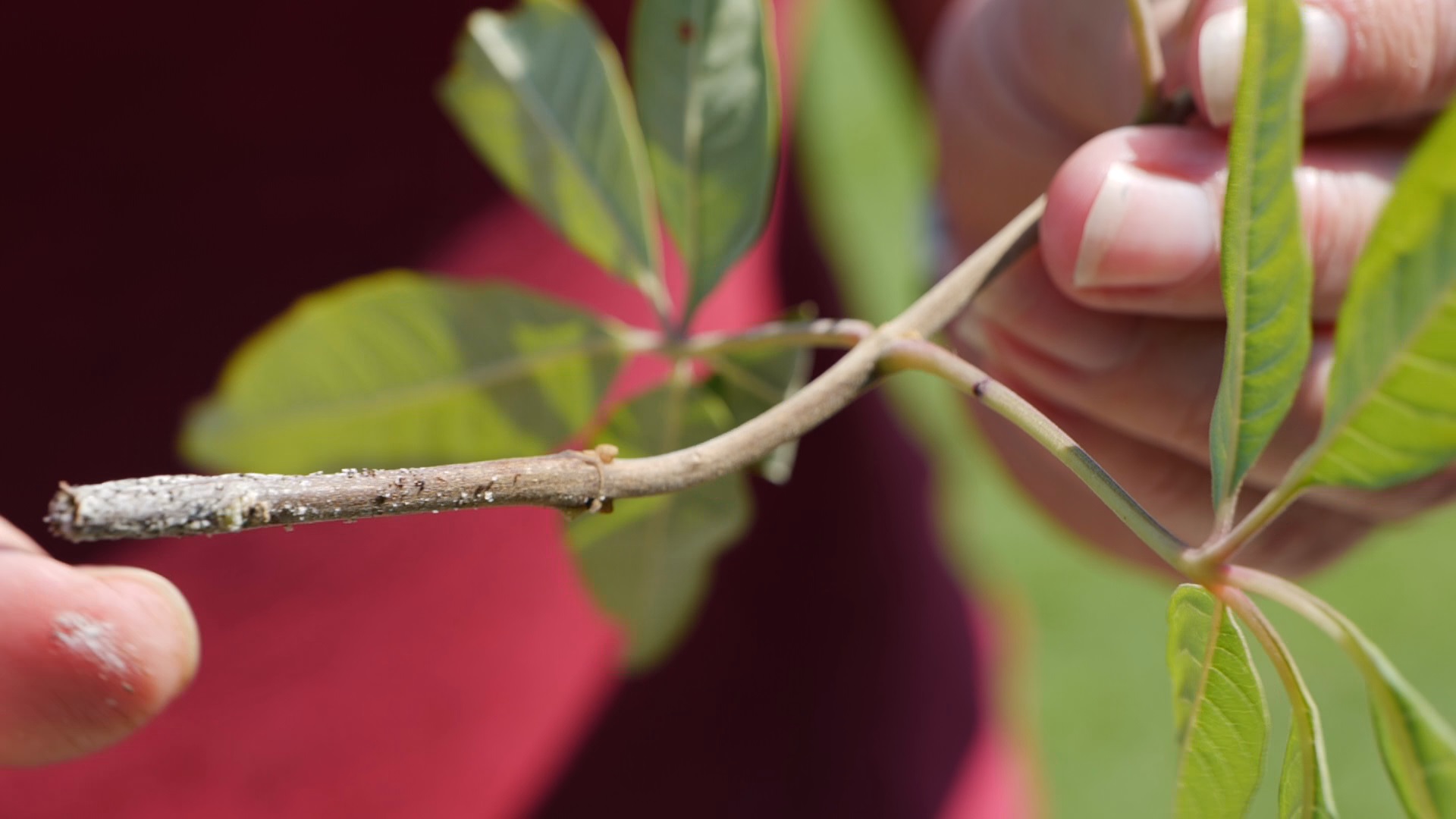 Get It Growing: How to easily propagate plants from cuttings
